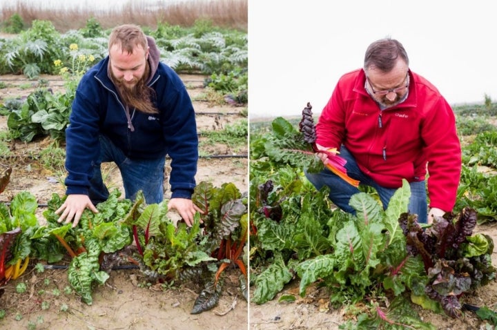 Acelgas de colores: agricultores trabajando en su campo