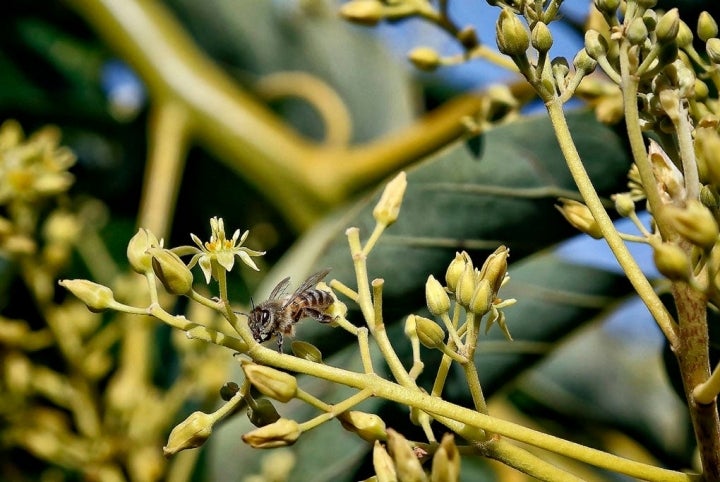 Las abejas son protagonistas fundamentales en la reproducción de los aguacates.