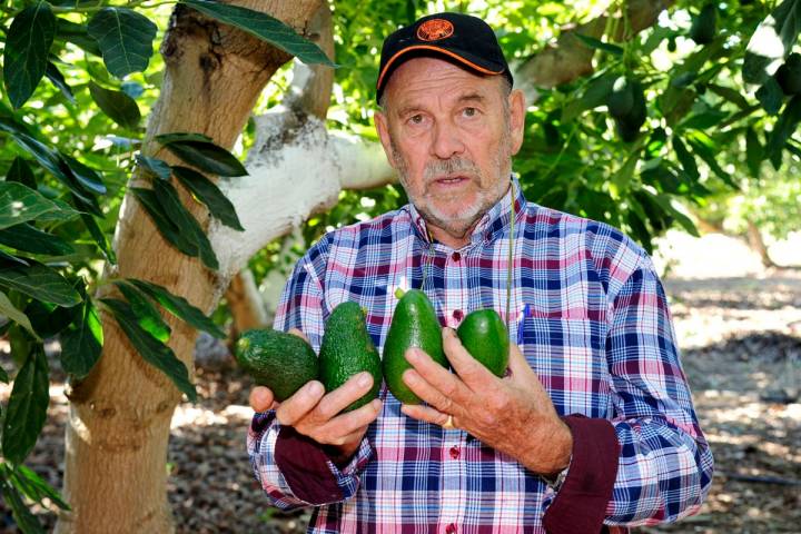 Antonio Cereto sostiene los cuatro tipos de aguacates que cultiva