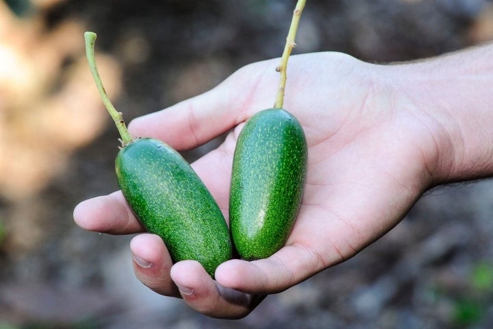 Dos aguacates que no se han desarrollado, los conocidos como "abortos". Muy apreciados por su tamaño cóctel.