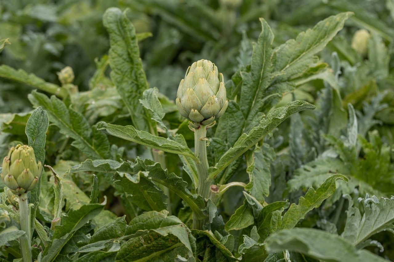 La joya verde de la huerta alicantina