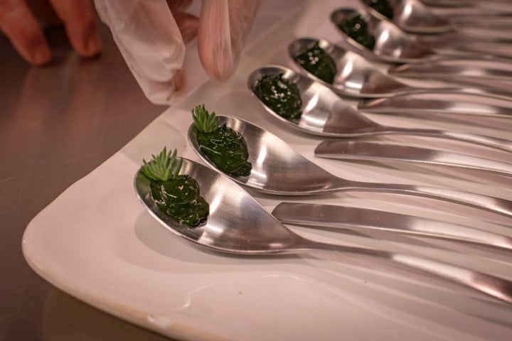 Cucharas preparadas con el plancton marino para la sopa.