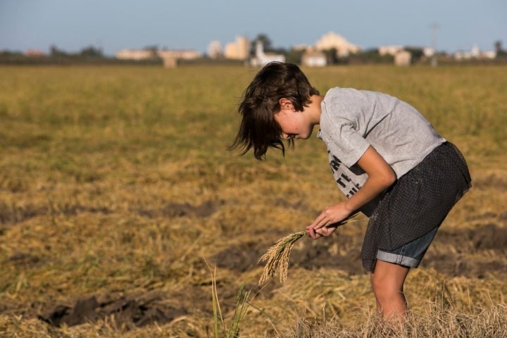 Las visitas que recorren la Finca Estell entran en contacto con la planta del arroz.