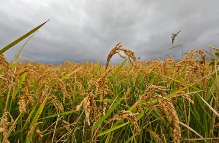 Arroces 'Molino Roca': espigas