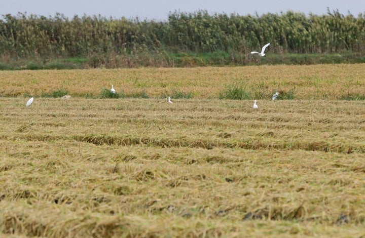 Arroces 'Molino Roca': garzas