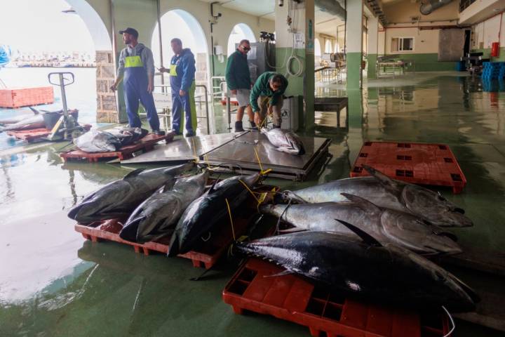  JC Mackintosh, pesca sostenible del atún rojo