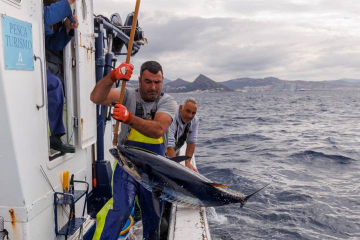  JC Mackintosh, pesca sostenible del atún rojo