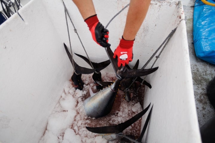  JC Mackintosh, pesca sostenible del atún rojo