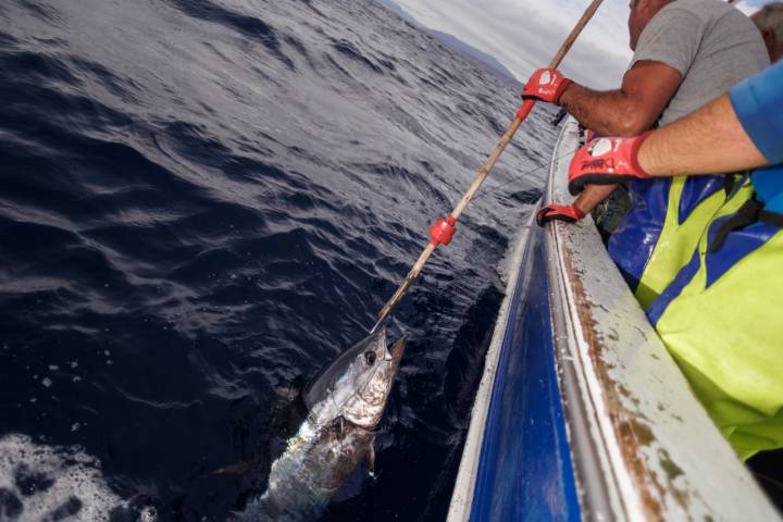 Los atunes suben al barco por flotabilidad después de morder el anzuelo.