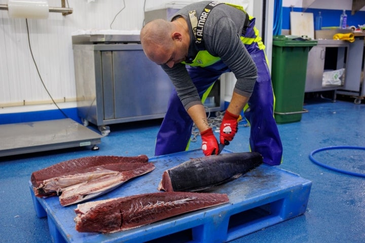 El ronqueo es el despiece manual del pescado.