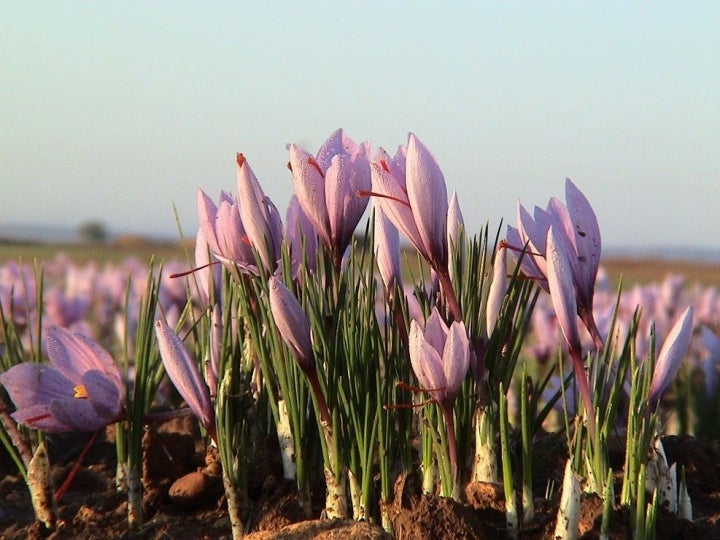 Solo en el otoño se pueden ver así las flores de azafrán. Foto: Verdú-Cantó Saffron Spain.