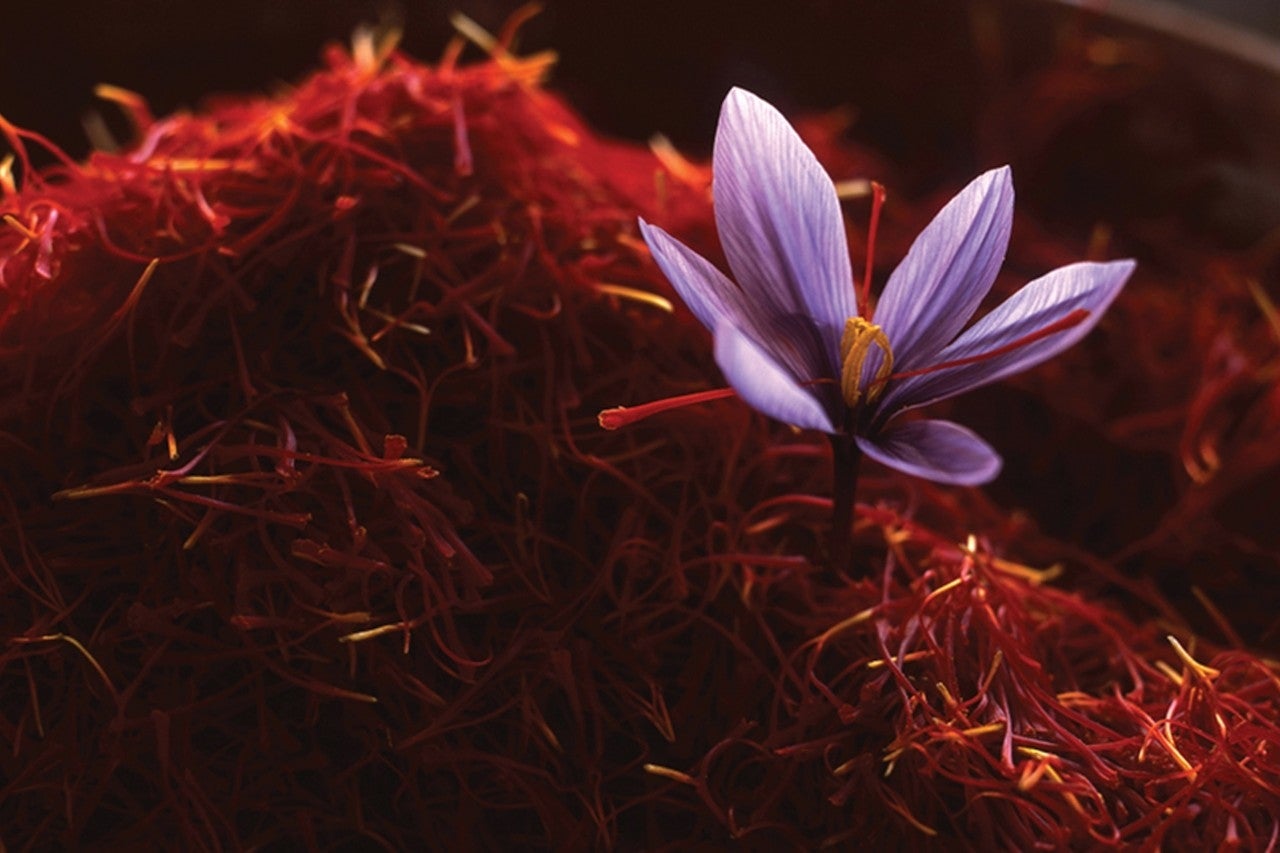 Para obtener un kilo de azafrán hace falta recolectar unas 180.000 flores. Foto: Verdú-Cantó Saffron Spain.