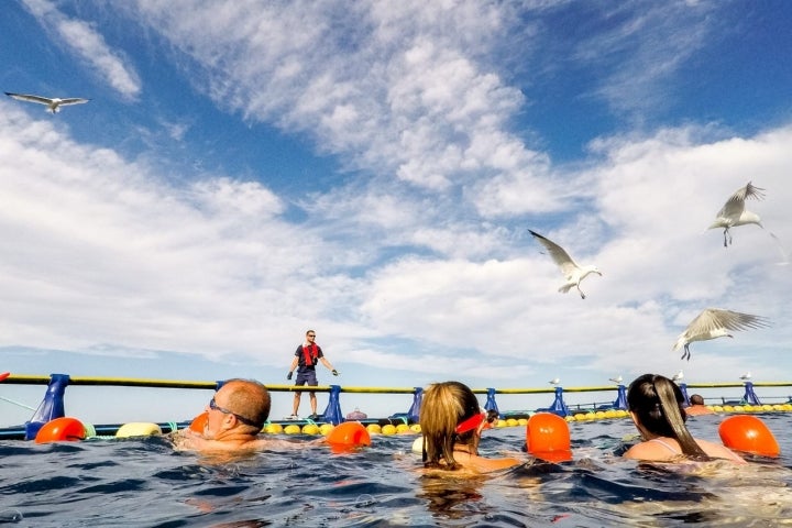 Balfegó ofrece en el Tuna Tour un baño en sus piscinas rodeado de atunes.