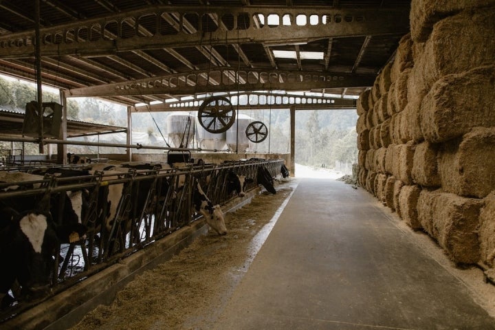 La vaca, a partir de 22 grados, tiene estrés por calor.