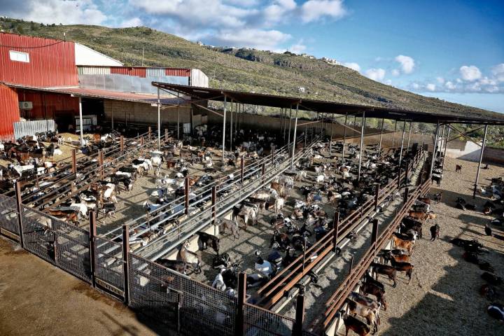 En la biogranja hay unos mil ejemplares de cabra autóctona, repartidos en cuatro lotes separados.