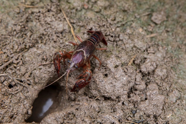 Cangrejo de río