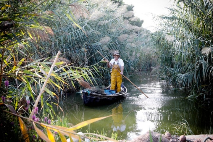 Cañaveral Albufera Valencia