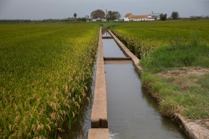 Albufera de Valencia