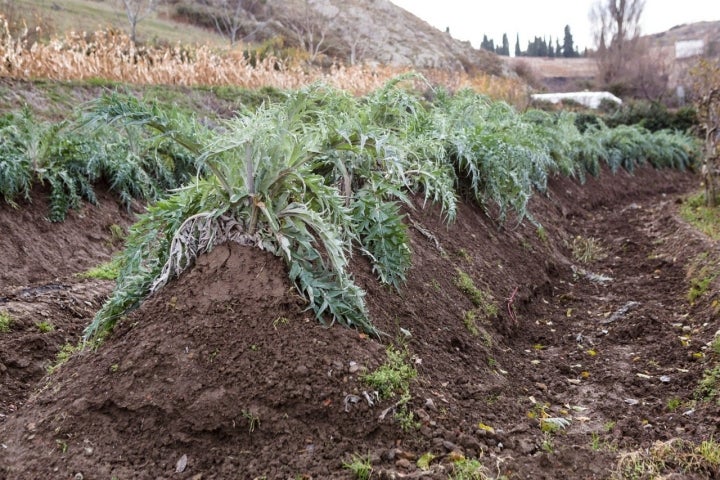 piramides en el cultivo de cardo