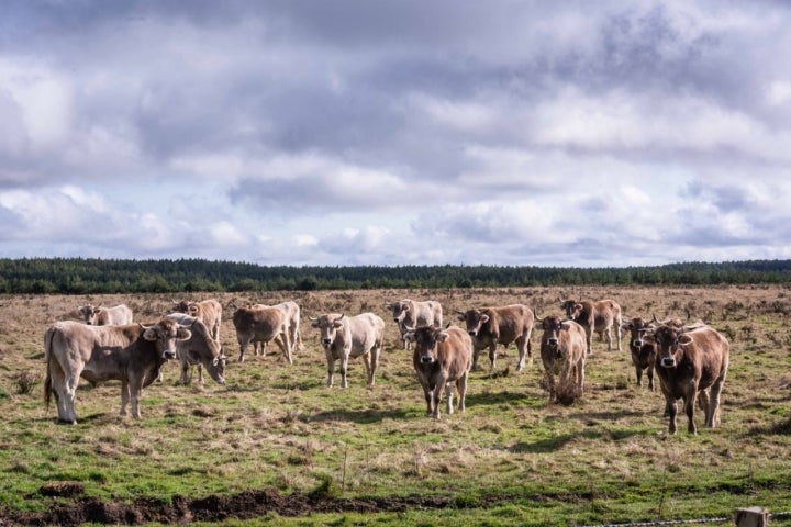 Carne buey 'Valles del Esla': bueyes en la montaña de León (apertura)