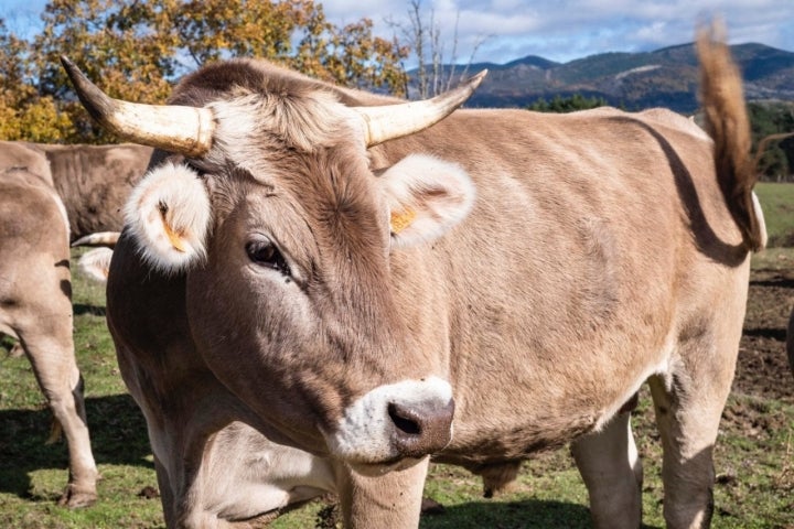 Carne buey 'Valles del Esla': detalles del buey