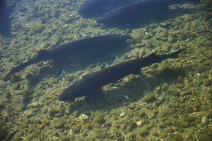 Caviar 'Riofrío': esturiones nadando en la piscina