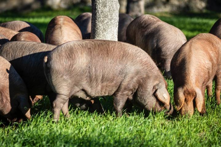 Cerdos ibéricos comiendo bellotas en la dehesa de Los Pedroches