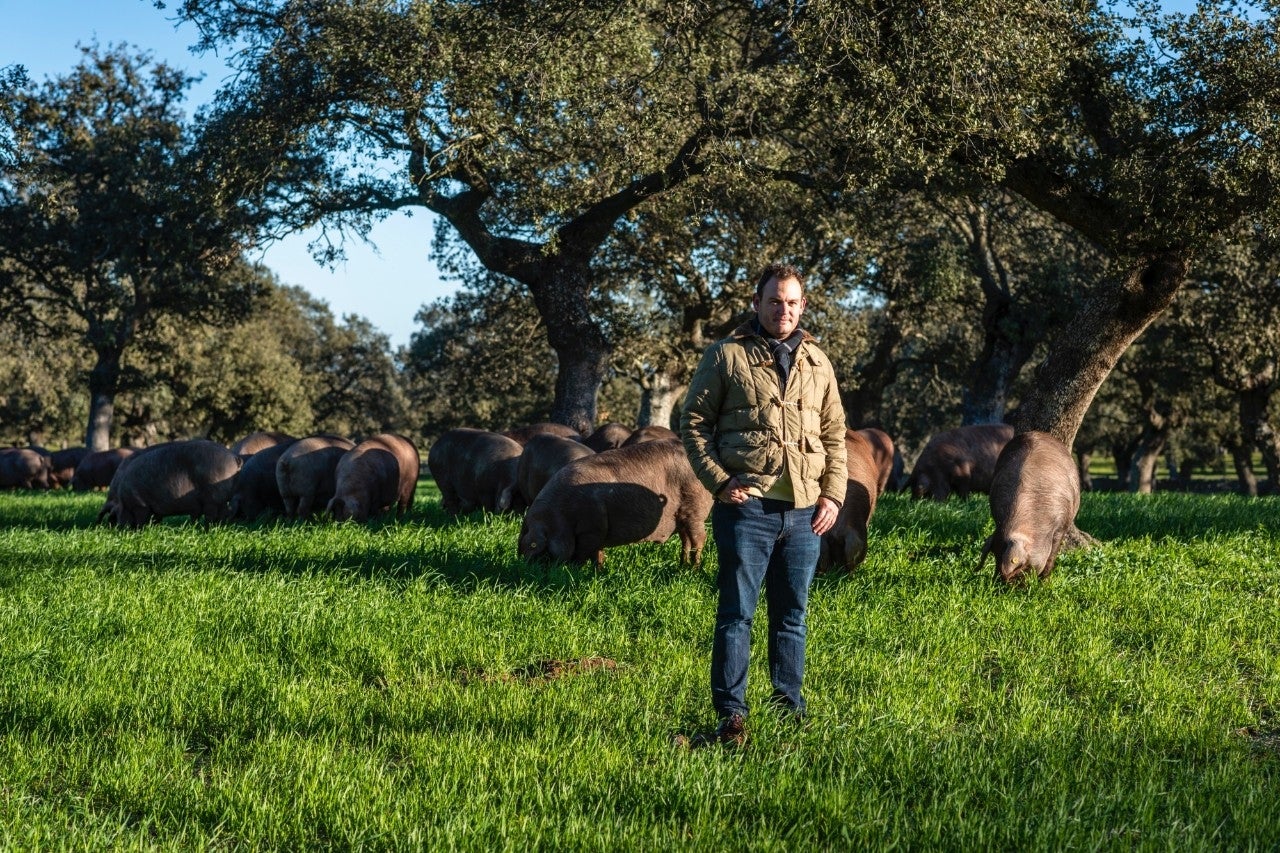 El ganadero Rafael Muñoz junto a los cerdos que cría en Los Pedroches (Córdoba)