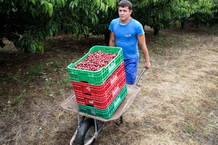 Durante dos meses y medio, cargar y transportar cerezas será una labor prácticamente diaria.