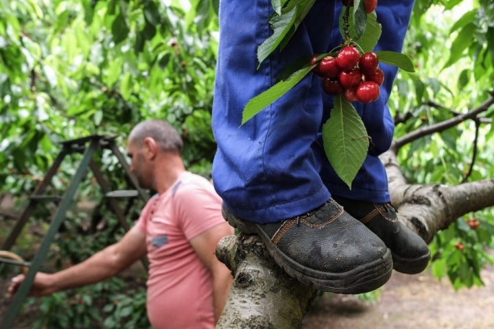 Una escalera o directamente sobre la rama, llegar a las cerezas es lo más importante.