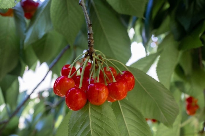 Racimo Cerezas Jaén