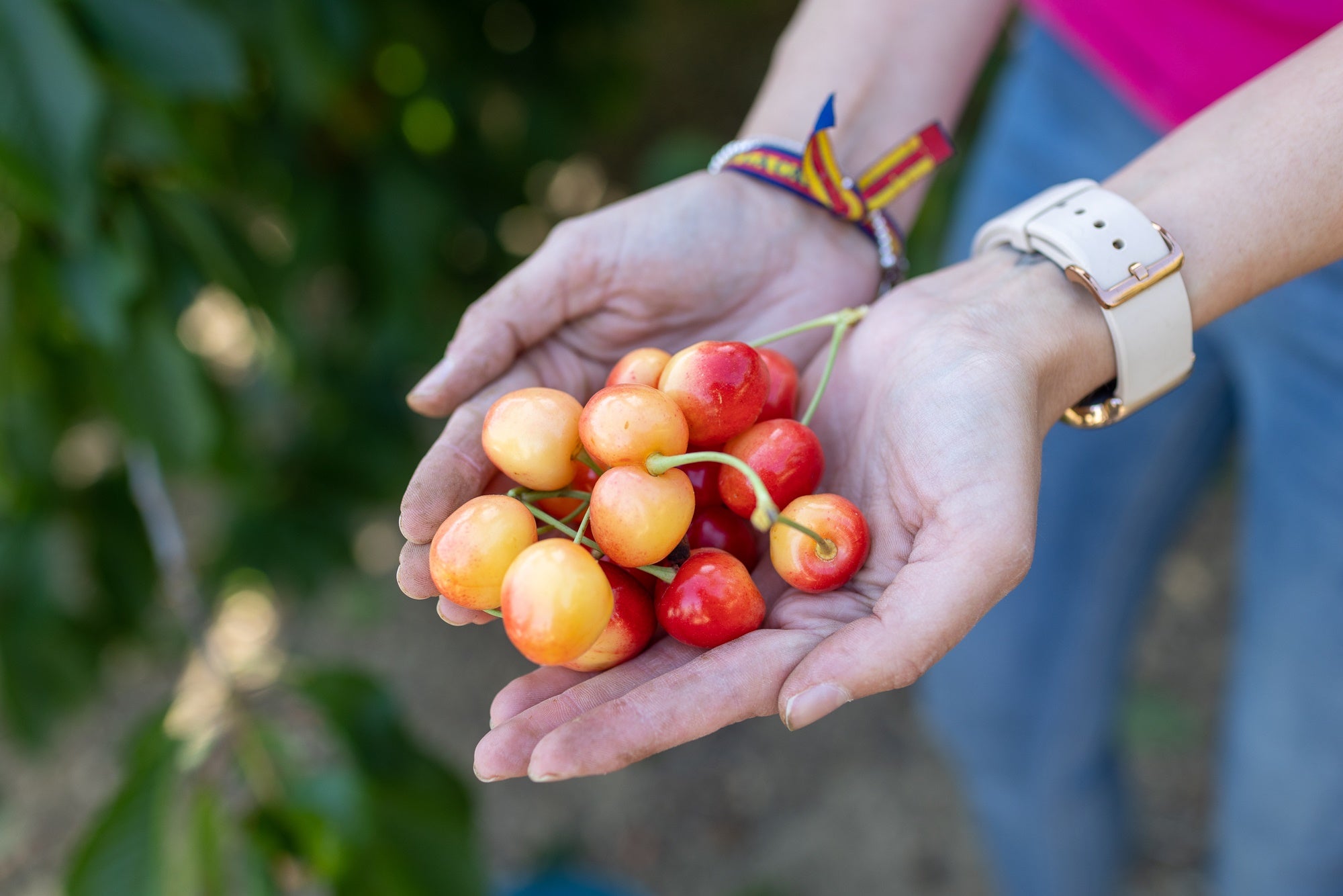 Recogida cerezas Jaén