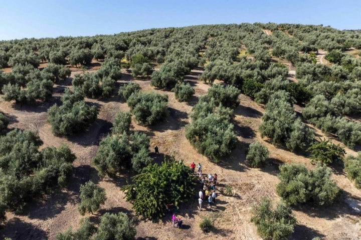 Cerezos Olivar Jaén