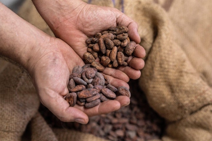 Habas cacao