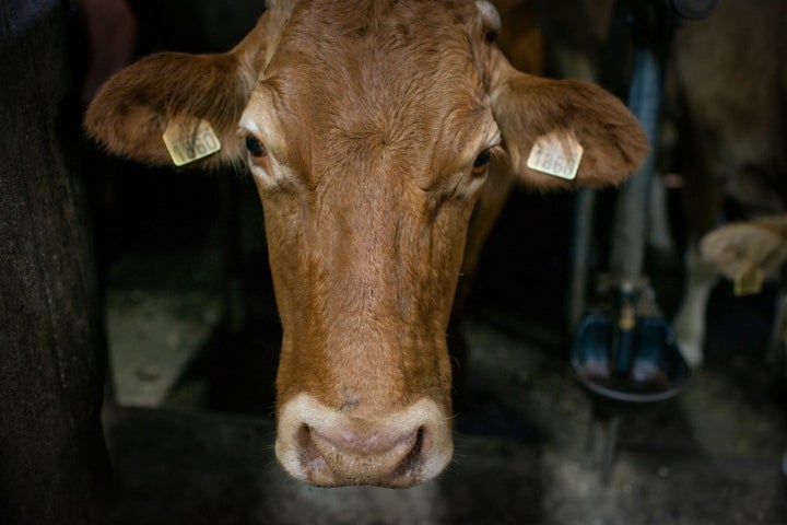 Ternero de raza rubia gallega en el establo