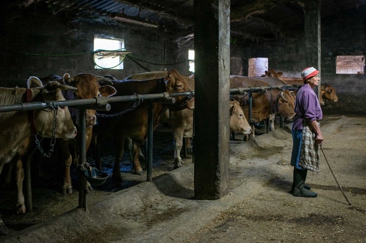 Una ganadera de 71 años, Mari Carmen, cuida de sus vacas en un establo en Galicia.