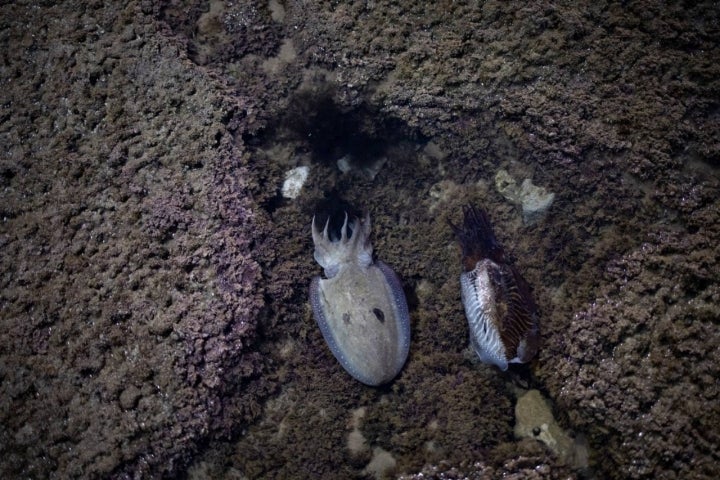 Corrales Pesca Chipiona. Calamares