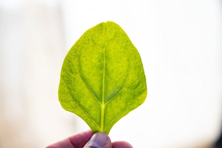 Detalle de una hoja de espinaca.