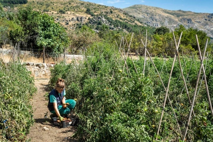 El tomate es la fruta más mimada del huerto.