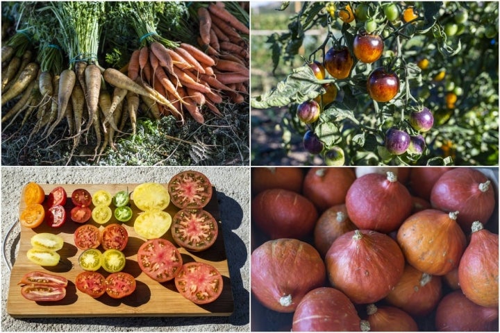 Zanahorias, tomates y calabaza.