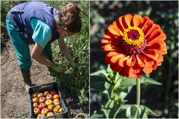 La Huerta de las Flores, otro descubrimiento.