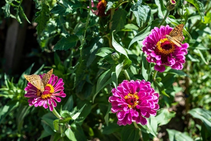 También se pueden encontrar flores.