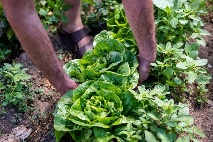 Pura agricultura ecológica.