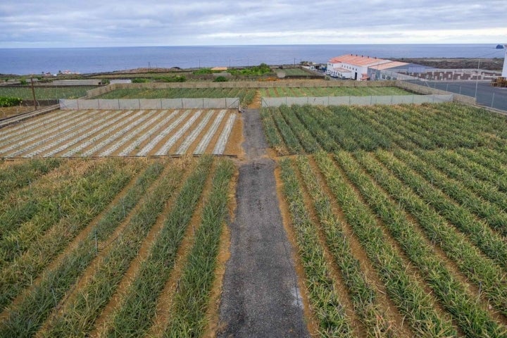 Una de las fincas de los hermanos con el océano Atlántico al fondo.