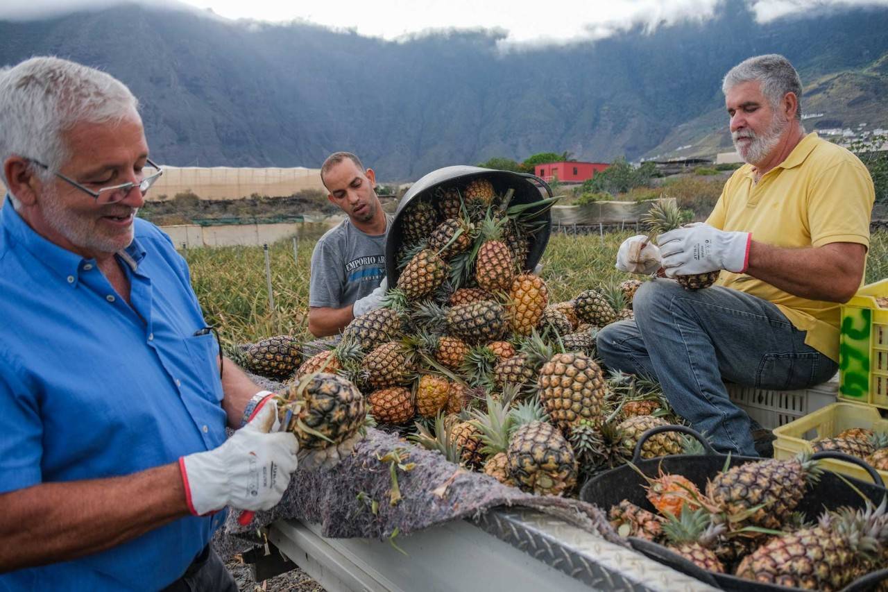 Carlos y Águedo Castañeda, junto al joven que recoge la piña con ellos, en una de sus fincas de cultivo de esta fruta tropical en El Hierro.