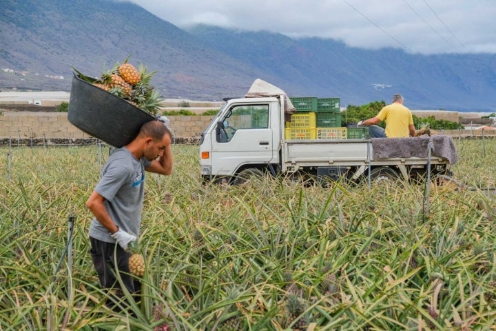 Ahmed recolectando la piña tropical con el camión sobre el que trabaja Águedo al fondo