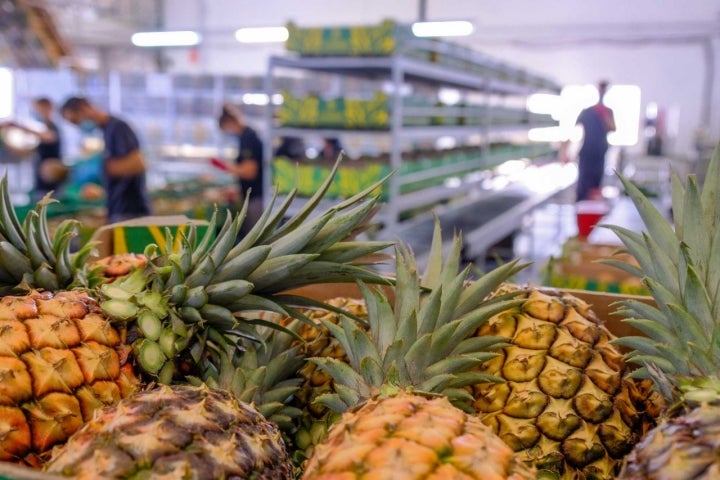 Cajas de piñas en la cooperativa desde donde se distribuye a los supermercados y otras islas.