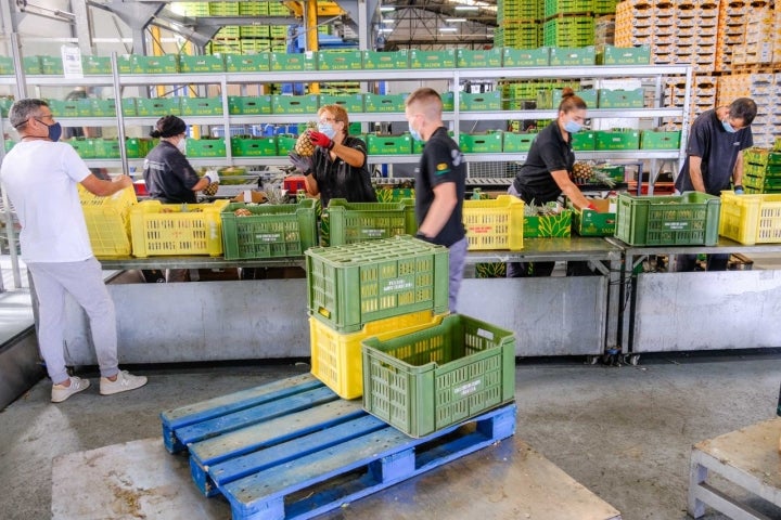 Trabajadores de la cooperativa de agricultores de Frontera preparando la piña tropical