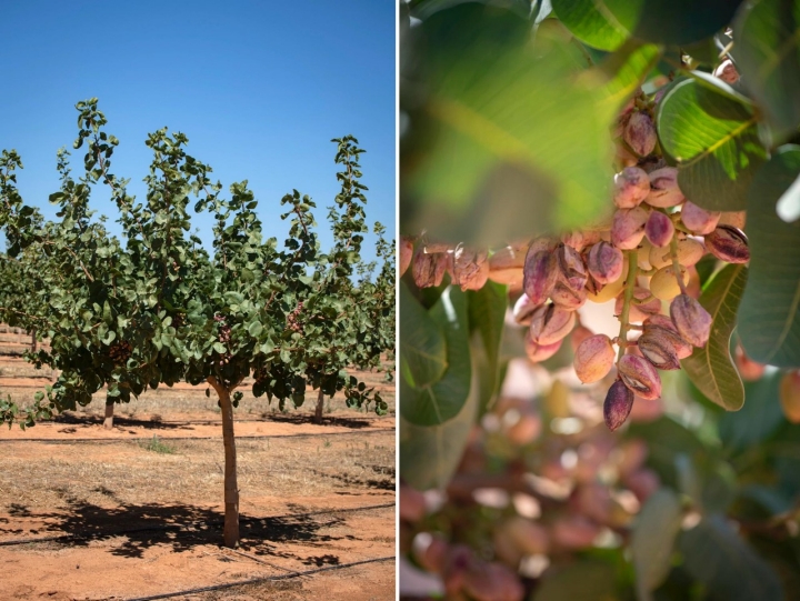 Combo de imágenes con pistachos en el campo.