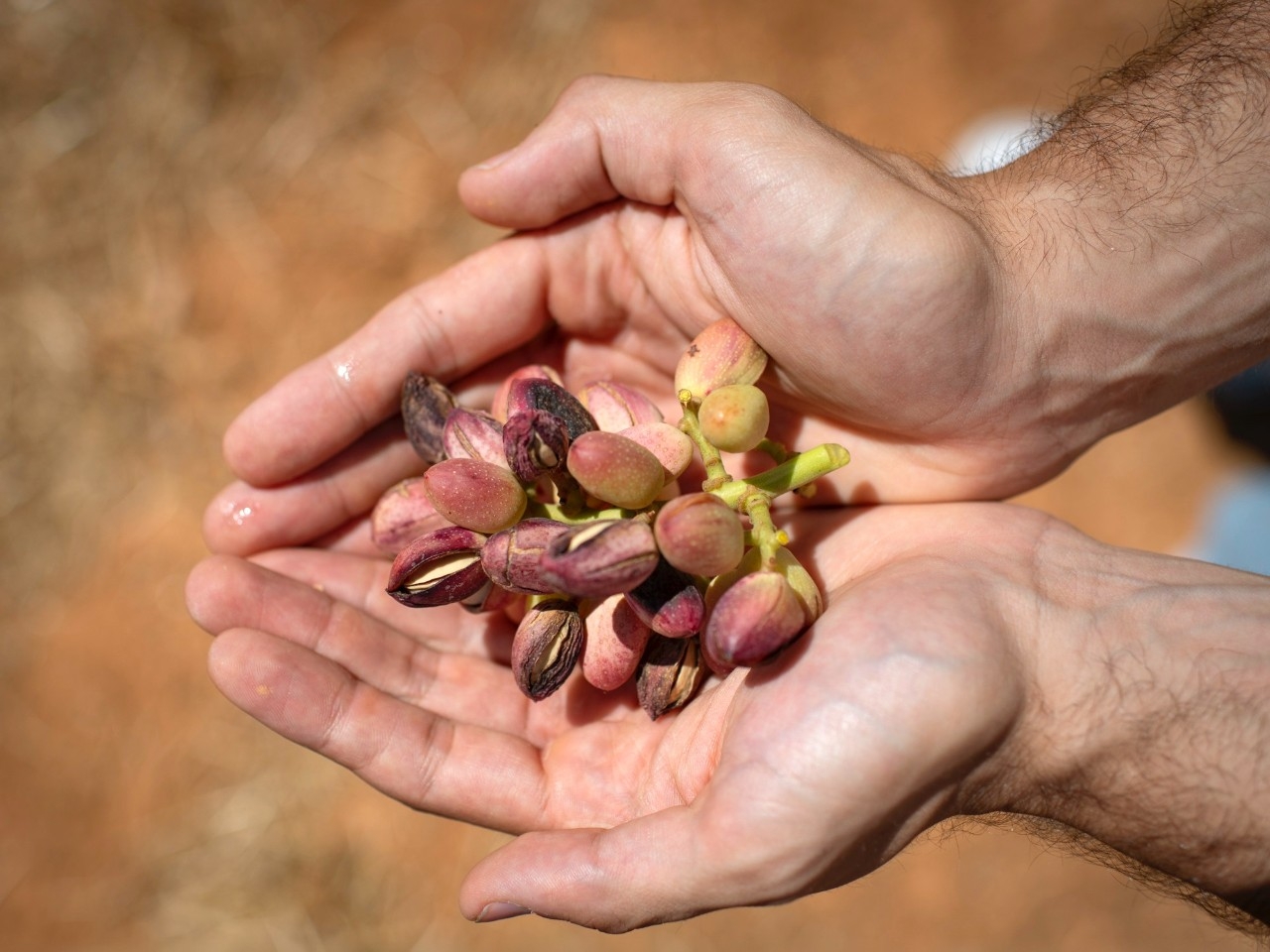 El pistacho de La Mancha: el oro verde de Europa